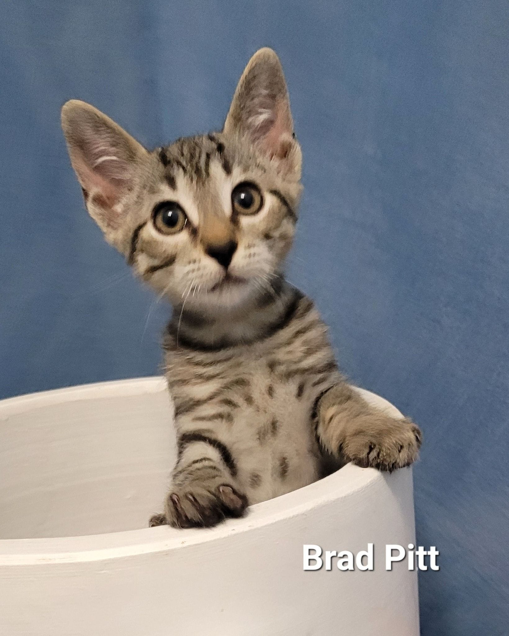 Brad Pitt Brad Pitt